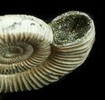 Iridescent Binatishinctes Ammonite Fossil - Russia #34595-2